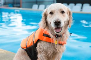water sports for dogs
