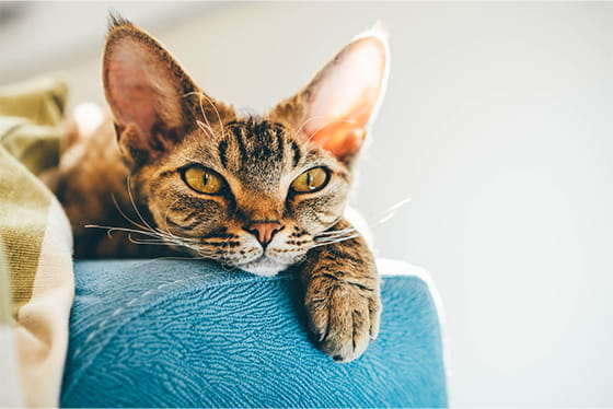 Why do cats stare at nothing?