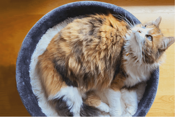 Why do pets circle around before lying down?