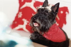 best pet photo shoot tips for holiday