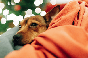 pet calming supplements for holidays