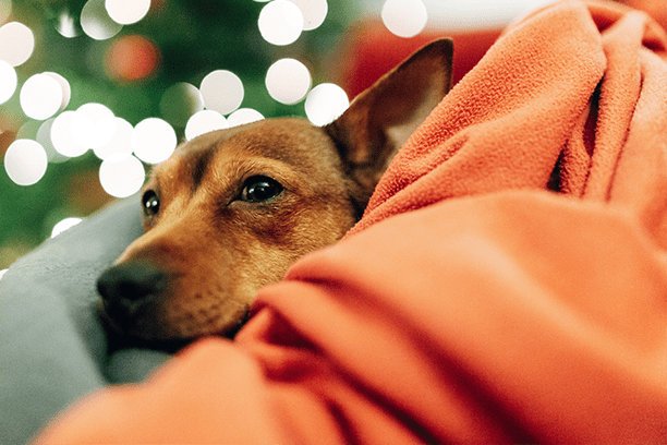 Calming supplements for the holidays