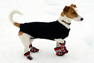 Four strategies for cold weather paw protection