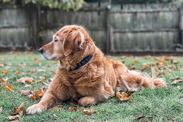 What is hip dysplasia?