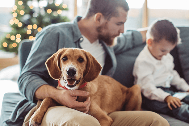 Festive movies to enjoy with your pet
