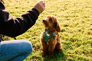 how to pick a dog trainer