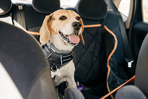 motion sickness pet facts