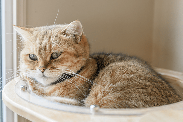 Should you get pet insurance?