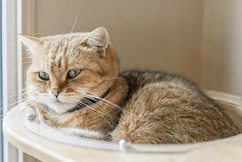pet insurance