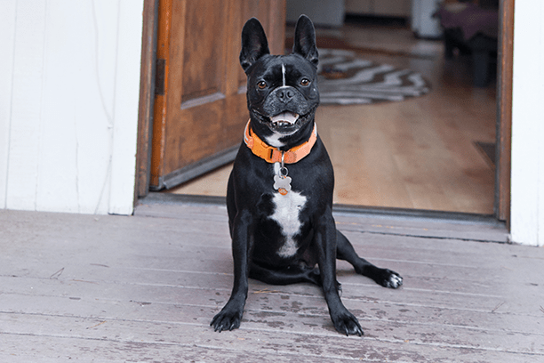 Pet-Proofing your house, room by room