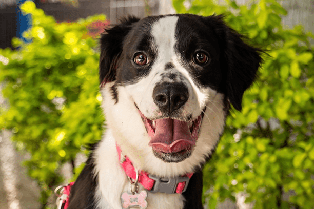 5 diseases that you can prevent in your pet 