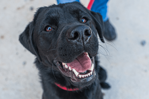 Five signs your pet may need a dental cleaning!