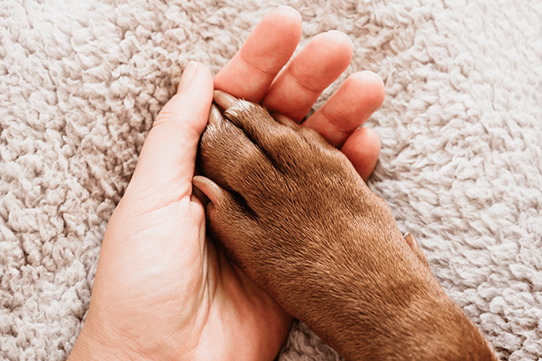 spring themed art for pets