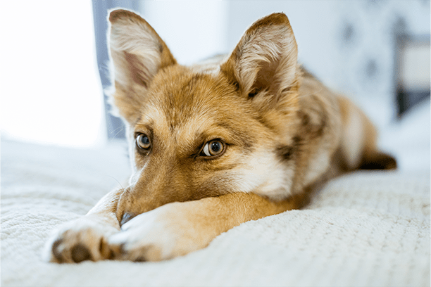 True or False: If your pet ate something toxic, you should make them vomit. Answer: False