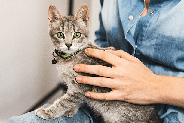 True or False? You can brush your pet’s teeth with toothpaste made for people. Answer: False 