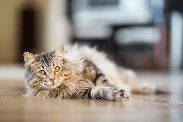 True or False: You can’t teach an old cat new tricks. Answer: False