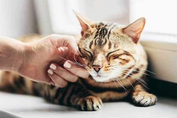 True or False? A wagging tail means a happy dog, while purring equals a happy cat. Answer: False