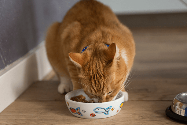 Busted! Debunking the top five pet food myths