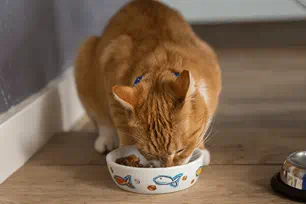 top pet food myths