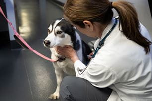 veterinary specialists