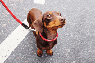 which seven groups national dog show