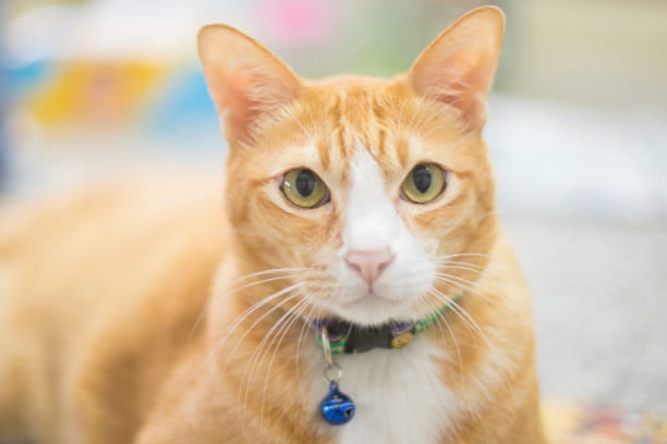 How well do you know your cat?