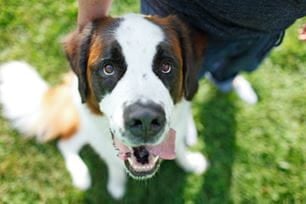 pet carrier training