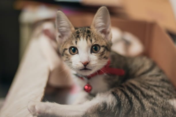 9 cat parasite myths