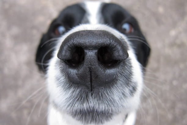 Cat vs. dog. Sense of smell