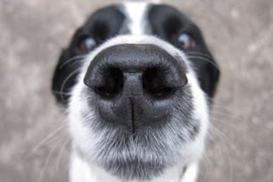 pet sense of smell