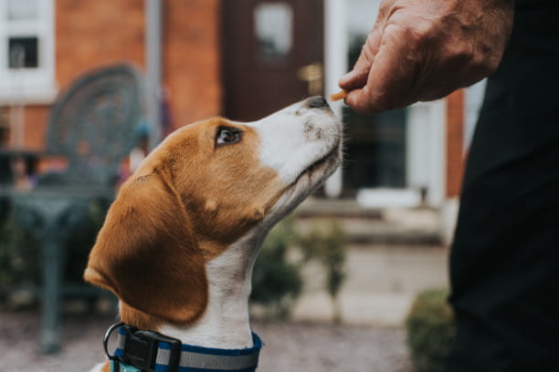You are what you eat! Common pet food myths debunked