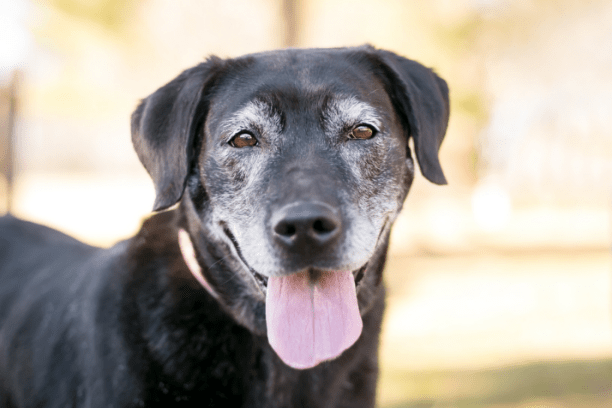 Why you should adopt a senior pet