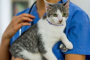 t or f vet tech and vaccinations