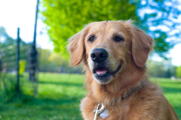 Top 10 family-friendly dog and cat breeds