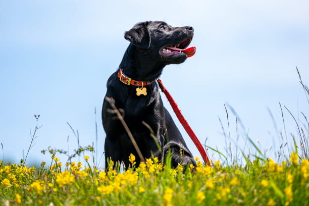 Get to know the temperament origins of the five most “paw”-pular dog breeds