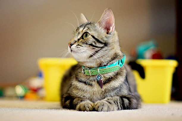 Vaccinating your indoor cat