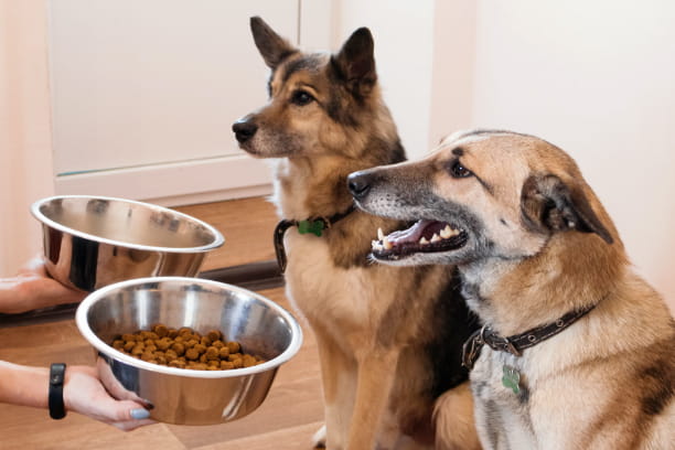 Top tips for feeding your senior pet