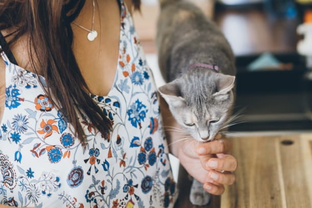 Fish oils: A natural way to improve pet allergies