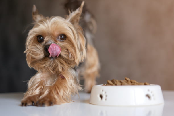 Feeding tips for a healthy weight