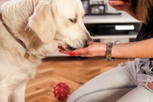 pet probiotics