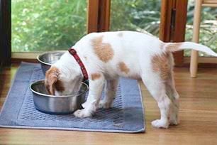 dog nutrition planning