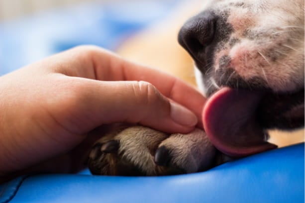 Advice to keep your pet you and your family safe from worms