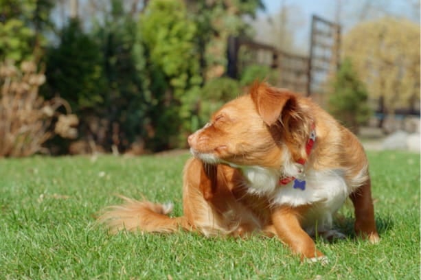 Flea Lifecycle: How to Avoid Fleas on Dogs &amp; Cats 