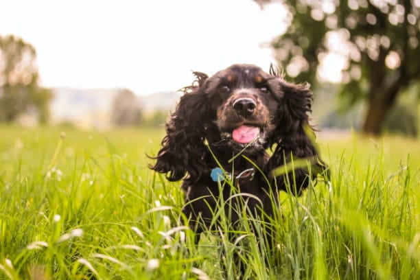 Heartworm “season" is not what it seems