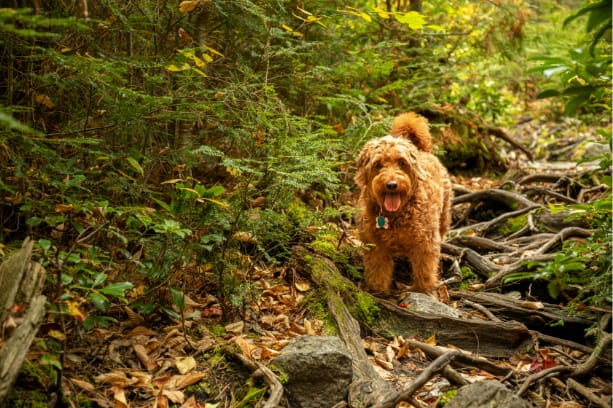 Could your dog have Lyme disease