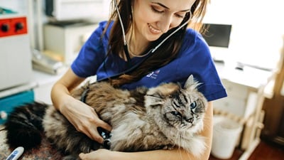 products for cats