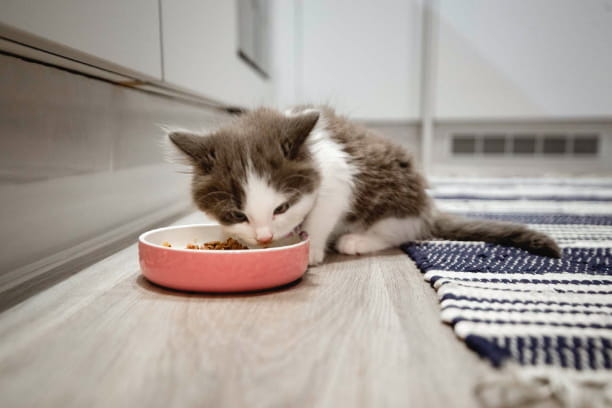 Matching pet food to your cat’s needs