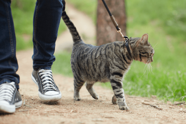 cat leash training