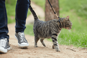 cat leash training
