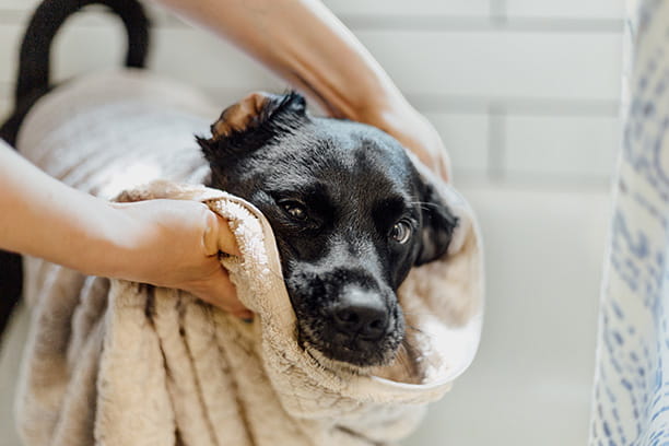 Don’t wait for the groomer to reopen to get your dog’s coat shining again